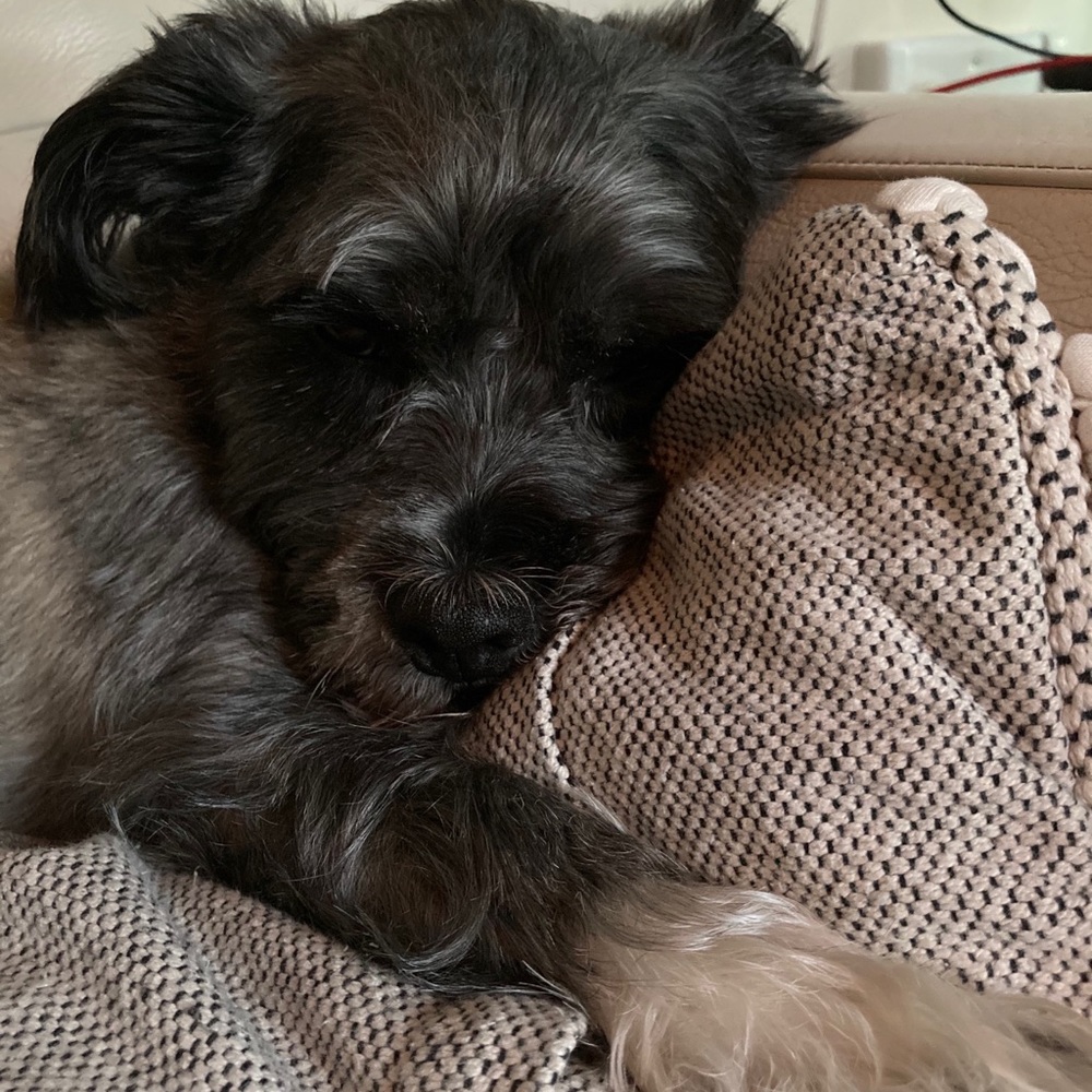 Meet your Posher, Sydney